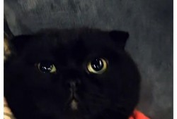 黑猫网红爆料视频下载安装,揭秘网红幕后生活