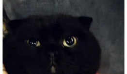 黑猫网红爆料视频下载安装,揭秘网红幕后生活