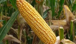 隆平高科最新爆料电话