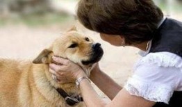 娱乐吃瓜养狗视频大全,娱乐吃瓜，狗狗视频大全集锦