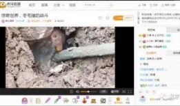 老林直播爆料打野视频下载,打野视频下载背后的精彩瞬间