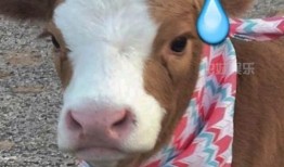 娱乐吃瓜酱笑点,笑点满满！娱乐吃瓜酱带你领略娱乐圈的欢乐瞬间