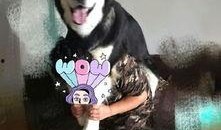 娱乐吃瓜酱妈妈的宠物,揭秘宠物界的明星生活