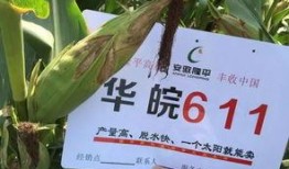 隆平高科最新爆料电话