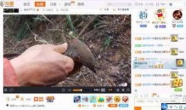 老林直播爆料打野视频下载,打野视频下载背后的精彩瞬间