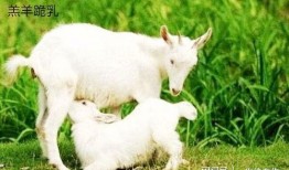 百万网红小羊吃瓜是真的吗,真相还是炒作？