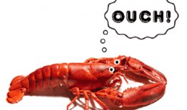 爆料小龙虾测评视频播放