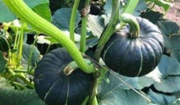 网红吃瓜视频有哪些经典案例,盘点那些令人难忘的经典案例