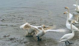 天鹅娱乐资讯吃瓜视频