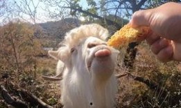 百万网红小羊吃瓜是真的吗,真相还是炒作？