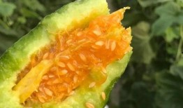 吃瓜网红图片头像高清图,揭秘吃瓜网红高清头像背后的魅力