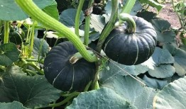 吃瓜百万网红排行榜最新,揭秘热门网红背后的故事与影响力