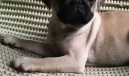 巴哥爆料最新人物图片,神秘面容引网友热议