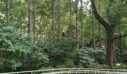 临沂公园爆料事件视频,惊人一幕引发社会关注